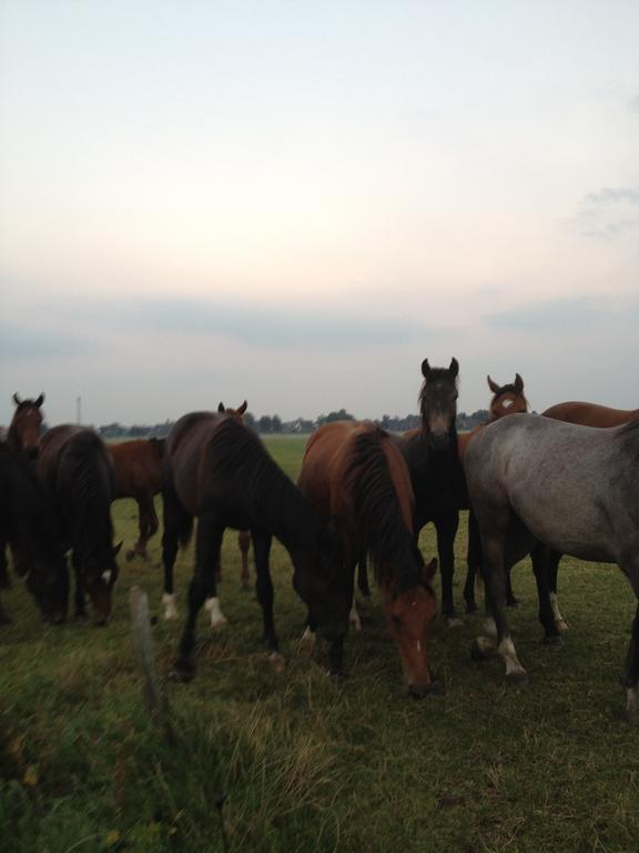 Farm Stay Hof Auf Der Wurp Harrierwurp Екстер'єр фото